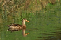 Anas platyrhynchos (Germano reale, femmina)